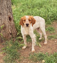 ASKAN, Hund, Bretonischer Spaniel-Mix in Griechenland - Bild 3