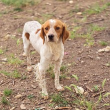 ASKAN, Hund, Bretonischer Spaniel-Mix in Griechenland - Bild 4