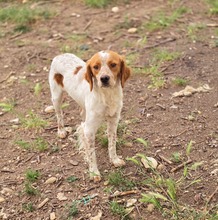 ASKAN, Hund, Bretonischer Spaniel-Mix in Griechenland - Bild 5