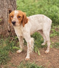 ASKAN, Hund, Bretonischer Spaniel-Mix in Griechenland - Bild 6