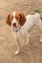 NACHO, Hund, Bretonischer Spaniel-Mix in Griechenland - Bild 1