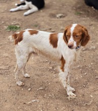 NACHO, Hund, Bretonischer Spaniel-Mix in Griechenland - Bild 2