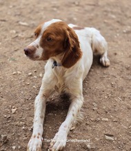 NACHO, Hund, Bretonischer Spaniel-Mix in Griechenland - Bild 3