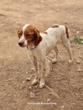 NACHO, Hund, Bretonischer Spaniel-Mix in Griechenland - Bild 4