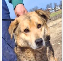 RUFFY, Hund, Deutscher Schäferhund in Rumänien - Bild 2