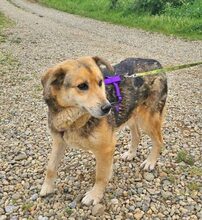 RUFFY, Hund, Deutscher Schäferhund in Rumänien - Bild 3