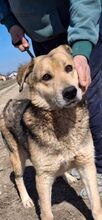 RUFFY, Hund, Deutscher Schäferhund in Rumänien - Bild 4