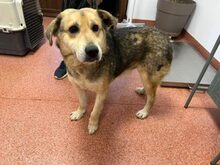 RUFFY, Hund, Deutscher Schäferhund in Rumänien - Bild 5