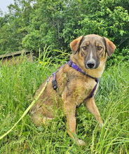 LILLY, Hund, Deutscher Schäferhund in Rumänien - Bild 1