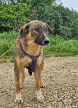LILLY, Hund, Deutscher Schäferhund in Rumänien - Bild 2