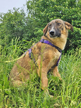 LILLY, Hund, Deutscher Schäferhund in Rumänien - Bild 3