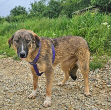 LILLY, Hund, Deutscher Schäferhund in Rumänien - Bild 4