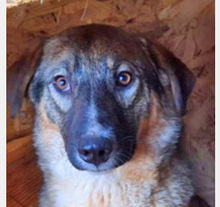 LILLY, Hund, Deutscher Schäferhund in Rumänien - Bild 5