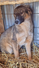 LILLY, Hund, Deutscher Schäferhund in Rumänien - Bild 6
