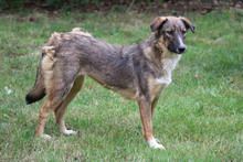 LILLY, Hund, Deutscher Schäferhund in Lehrte - Bild 2