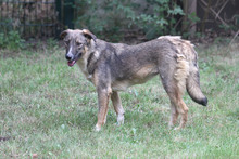 LILLY, Hund, Deutscher Schäferhund in Lehrte - Bild 3