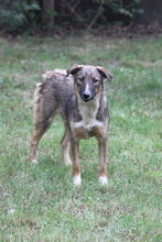 LILLY, Hund, Deutscher Schäferhund in Lehrte - Bild 4