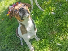 RACKER, Hund, Mischlingshund in Bergen - Bild 1