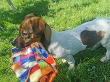RACKER, Hund, Mischlingshund in Bergen - Bild 2