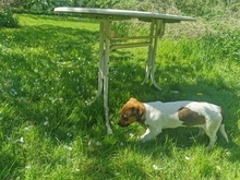 RACKER, Hund, Mischlingshund in Bergen - Bild 3