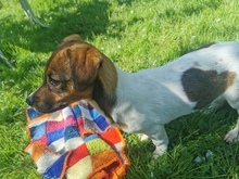 RACKER, Hund, Mischlingshund in Bergen - Bild 4