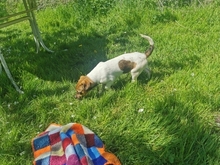 RACKER, Hund, Mischlingshund in Bergen - Bild 6