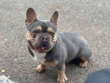 LITTLE PLUTO, Hund, Französische Bulldogge-Mix in Affing