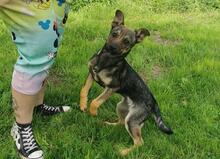 LIVI, Hund, Mischlingshund in Bergen - Bild 1