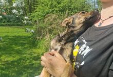 LIVI, Hund, Mischlingshund in Bergen - Bild 2