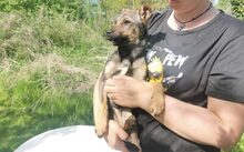 LIVI, Hund, Mischlingshund in Bergen - Bild 3