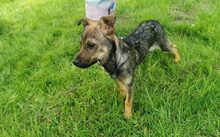 LIVI, Hund, Mischlingshund in Bergen - Bild 4
