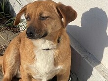 SOLIA, Hund, Mischlingshund in Buchholz - Bild 2