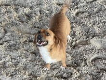 SOLIA, Hund, Mischlingshund in Buchholz - Bild 3