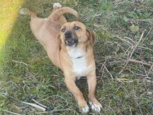 SOLIA, Hund, Mischlingshund in Buchholz - Bild 4