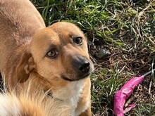 SOLIA, Hund, Mischlingshund in Buchholz - Bild 5