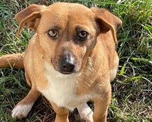 SOLIA, Hund, Mischlingshund in Buchholz - Bild 6