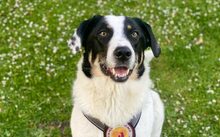 LINDA, Hund, Mischlingshund in Frankfurt - Bild 1