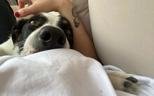 LINDA, Hund, Mischlingshund in Frankfurt - Bild 2