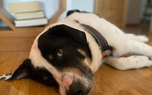 LINDA, Hund, Mischlingshund in Frankfurt - Bild 3