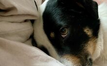 LINDA, Hund, Mischlingshund in Frankfurt - Bild 5