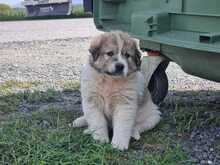 LOUIS, Hund, Mischlingshund in Griechenland - Bild 1