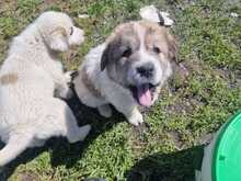 LOUIS, Hund, Mischlingshund in Griechenland - Bild 2