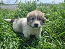 LOUIS, Hund, Mischlingshund in Griechenland - Bild 3