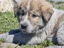 LOUIS, Hund, Mischlingshund in Griechenland - Bild 4