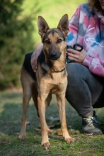 MAJO, Hund, Deutscher Schäferhund-Windhund-Mix in Berlin - Bild 1