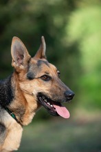 MAJO, Hund, Deutscher Schäferhund-Windhund-Mix in Berlin - Bild 10
