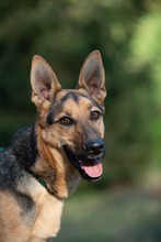 MAJO, Hund, Deutscher Schäferhund-Windhund-Mix in Berlin - Bild 11
