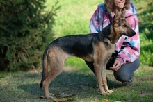 MAJO, Hund, Deutscher Schäferhund-Windhund-Mix in Berlin - Bild 13