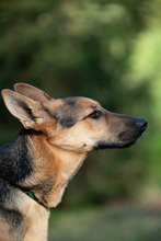 MAJO, Hund, Deutscher Schäferhund-Windhund-Mix in Berlin - Bild 14