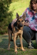 MAJO, Hund, Deutscher Schäferhund-Windhund-Mix in Berlin - Bild 2